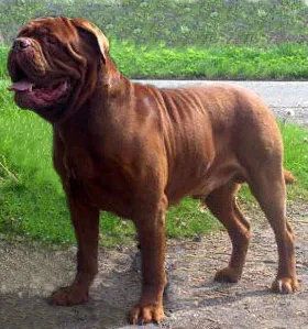 Dogue de Bordeaux sau Mastiff franceză - Totul despre rasa, poze