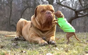 Dogue de Bordeaux sau Mastiff franceză - Totul despre rasa, poze