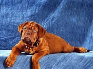 Dogue de Bordeaux sau Mastiff franceză - Totul despre rasa, poze