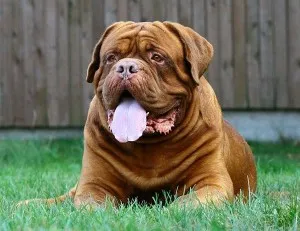 Dogue de Bordeaux vagy francia masztiff - minden, ami a fajta, fotók