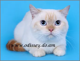 rasa British Shorthair - o rasă și culoare