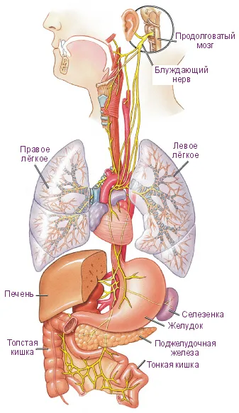 nervului vag - Vagus - funcția și disfuncție, elixir de sănătate