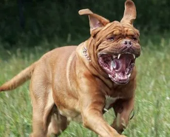 Dogue de Bordeaux vagy francia masztiff - minden, ami a fajta, fotók