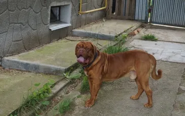 Dogue de Bordeaux fajta leírása fotókkal, kutyák és a természet felülvizsgálatok Kennel