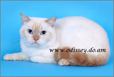 rasa British Shorthair - o rasă și culoare