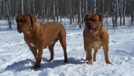 Dogue de Bordeaux fajta leírása fotókkal, kutyák és a természet felülvizsgálatok Kennel