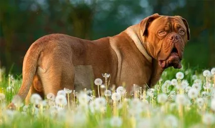 Dogue de Bordeaux fajta leírása fotókkal, kutyák és a természet felülvizsgálatok Kennel