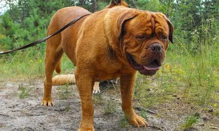 Dogue de Bordeaux fajta leírása fotókkal, kutyák és a természet felülvizsgálatok Kennel
