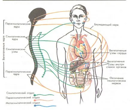 nervului vag - Vagus - funcția și disfuncție, elixir de sănătate