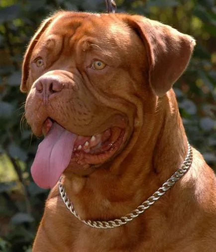 Dogue de Bordeaux fotó, jellemzőit és fajta standardokat, az értékelés a tulajdonosok