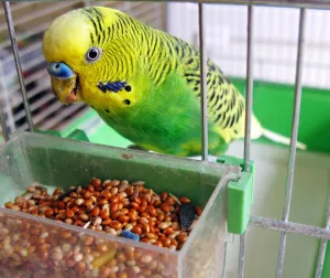 Ce să se hrănească budgies