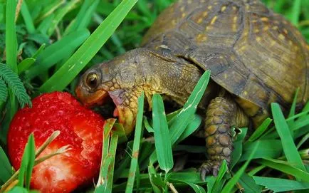 Mi a takarmány egy teknős (féle étel)