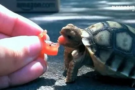 Ce să se hrănească o broască țestoasă la domiciliu