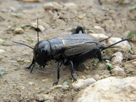 Mi a különbség a szöcske krikett alapvető különbségek, különösen a fajok