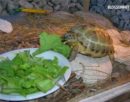 Mi a takarmány egy teknős otthon