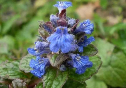 Ajuga reptans (foto 60) caracteristici, descrierea soiurilor, de reproducere, de îmbarcare și de îngrijire combinație cu