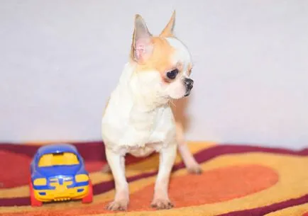 Chihuahua típusú Kobe leírás