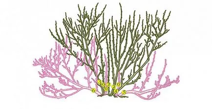 Cmorodina подмладяване резитба през есента на стария храст схема