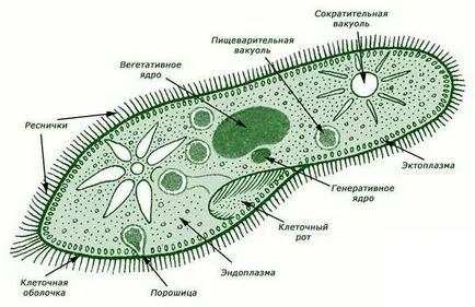 Ceea ce este comun în structura cea mai simplă în opinia biologilor