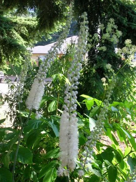 Black Cohosh (plante) o descriere, plantare și îngrijire