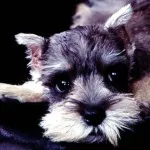 Descriere Schnauzer miniatural de servicii de câine rasa