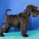 Descriere Schnauzer miniatural de servicii de câine rasa