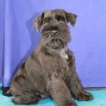 Descriere Schnauzer miniatural de servicii de câine rasa