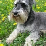 Descriere Schnauzer miniatural de servicii de câine rasa