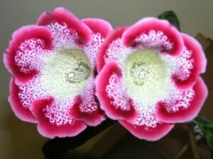 Flower Gloxinia îngrijire specială și de reproducere