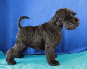 Descriere Schnauzer miniatural de servicii de câine rasa