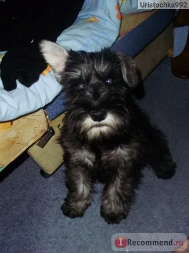 Schnauzer miniatural - „cel mai mic caine din lume, și în cazul în care este mai bine să cumpere! sau mea