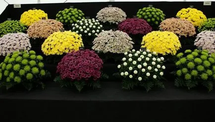 изложба на цветя в Хамптън Корт съвременните тенденции в дизайна градина - Masters панаир - ръчно