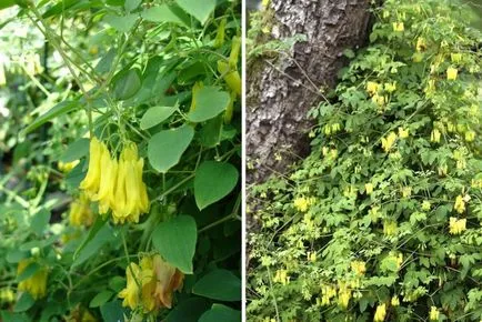 Flower Dicentra - descrierea o inimă zdrobită, de plantare și îngrijire