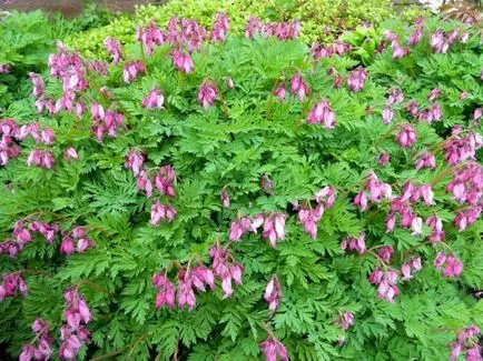 Flower Dicentra - descrierea o inimă zdrobită, de plantare și îngrijire