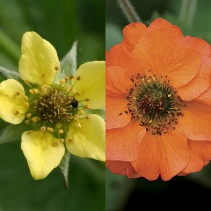 Flower avens fotografie și descriere, de plantare și îngrijire, în creștere din semințe