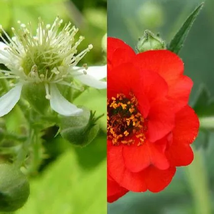 Цвете омайниче снимка и описание, засаждане и грижи, расте от семена