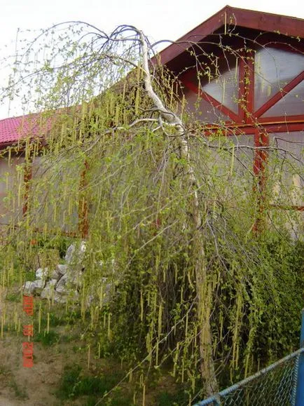 Декоративни оформя широколистни дървета и храсти с форма плачеща корона