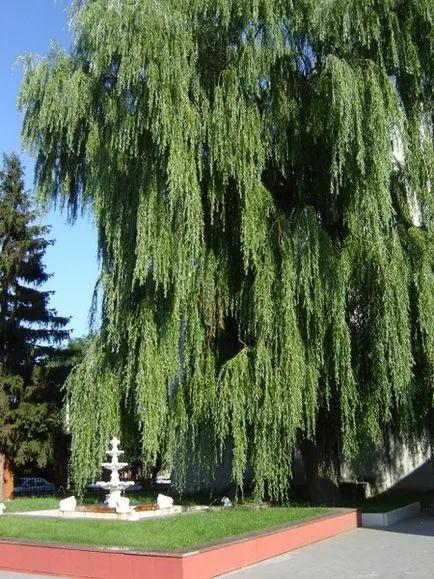 Dekoratív formák lombhullató fák és cserjék egy síró korona alakú