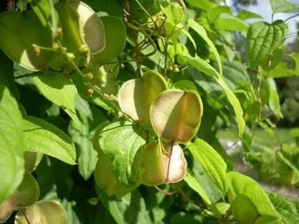 Wild Yam видове, особено грижите, размножаване и зимуване