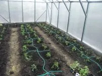 O metodă eficientă pentru creșterea ciupercilor, grădinar (conac)