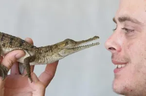 Animale crocodili, animale de companie