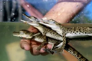 Animale crocodili, animale de companie