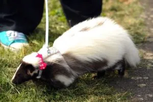 Acasă Skunk cum să cumpere și să mențină o casa Skunk