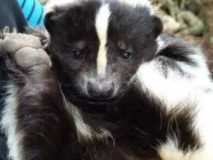 Acasă Skunk cum să cumpere și să mențină o casa Skunk