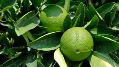 utilizarea de ulei esential de bergamot pentru păr și feței, preț și recenzii