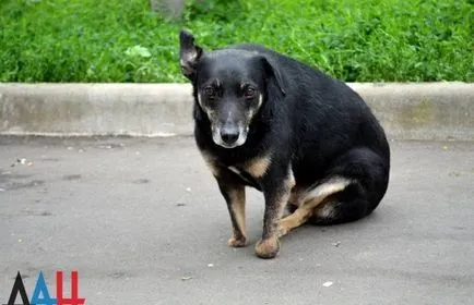 Donetsk adăpost pentru animale - bang, portalul DNI