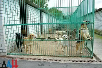 Donyeck menedék - bumm - a háború alatt százait mentette kóbor kutyák