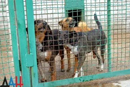 Donetsk adăpost - Bang - în timpul războiului a salvat sute de câini vagabonzi