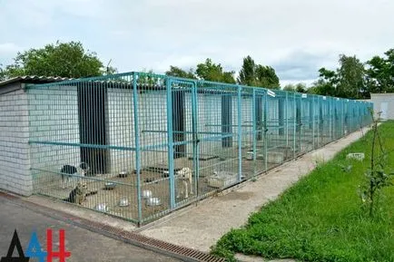 Donyeck menedék - bumm - a háború alatt százait mentette kóbor kutyák