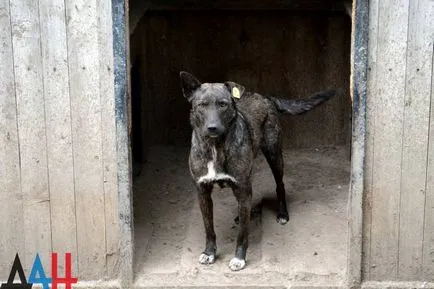 Donetsk adăpost - Bang - în timpul războiului a salvat sute de câini vagabonzi